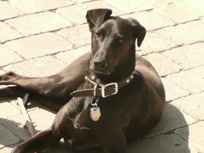 Charlie sunning on the patio