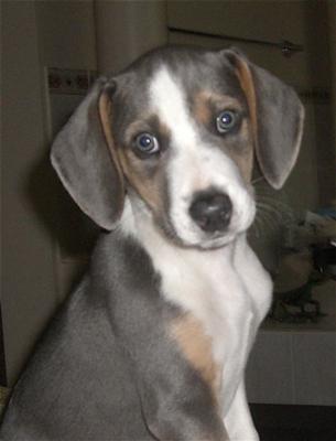 beagle whippet mix for sale