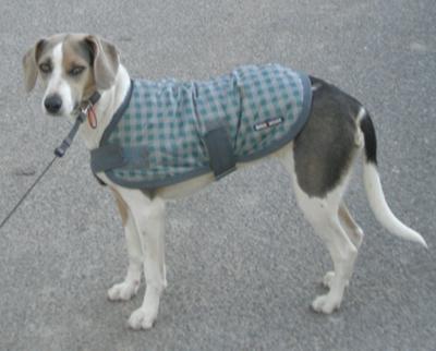 beagle whippet mix for sale