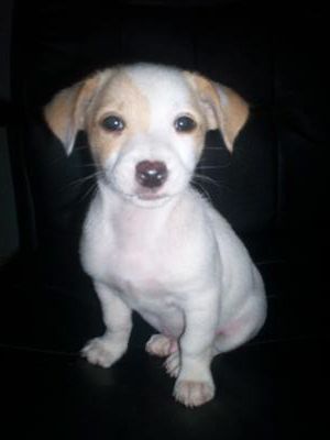Whippet cross jack russell puppies sales for sale