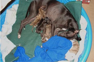 Contented Mama with beautiful two-day-old puppies.