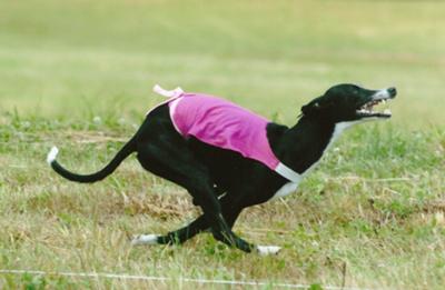 whippet breeders custer states united park