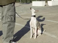 Whippet training, whippet sitting