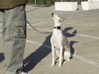 Whippet training, whippet sitting