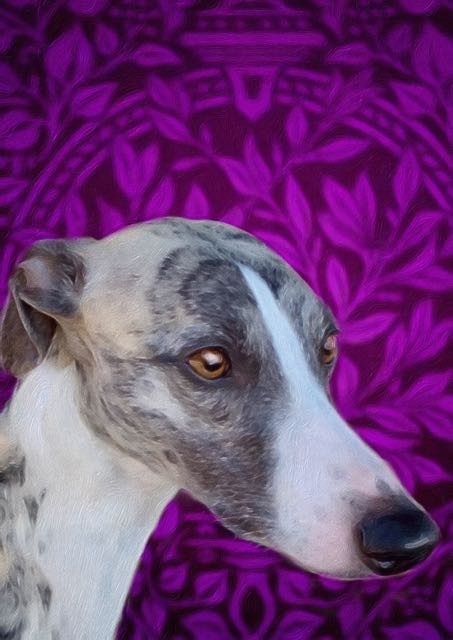 whippet in purple fineartamerica