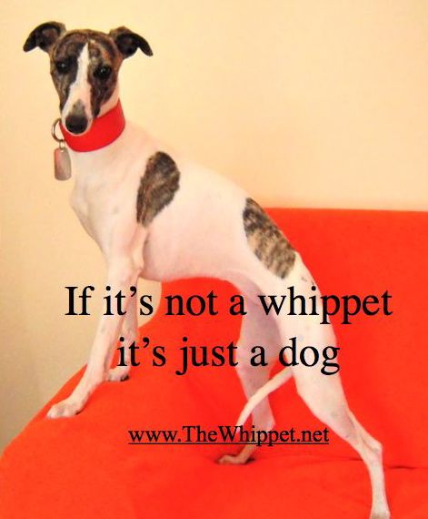 If it's not a whippet, it's just a dog