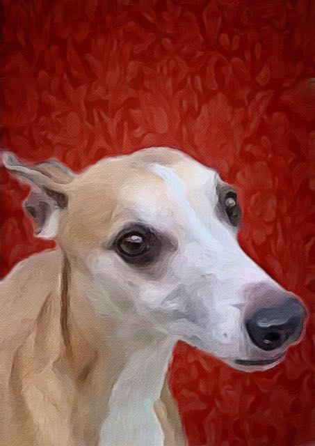 whippet shaking head fineartamerica