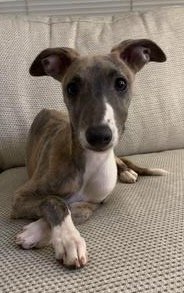 willow 1 brindle white puppy