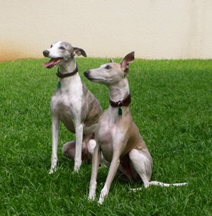 Whippets sitting 